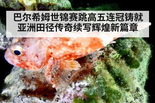 巴尔希姆世锦赛跳高五连冠铸就亚洲田径传奇续写辉煌新篇章